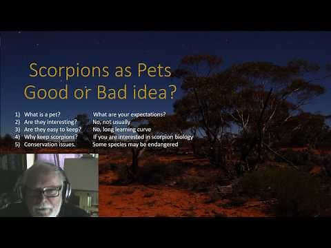 Scorpions as Pets - Good or Bad idea?