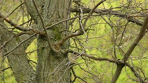 Nuthatch bird wandering on old rugged leafless big tree in the forest, static shot