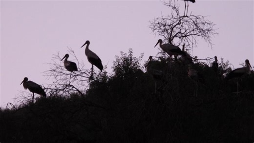 Scorching the Monk Forest: Israel’s ecocide in southern Lebanon
