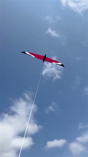 beautiful bird flying