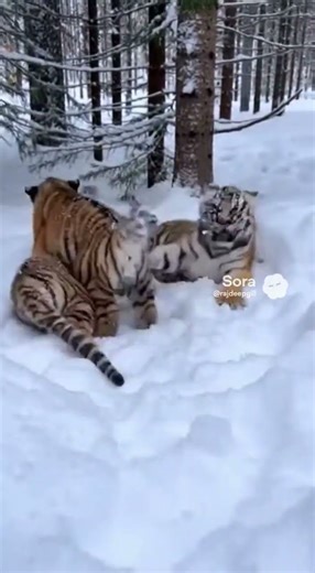 Baby Tigers Playing