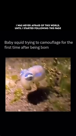Wildlife abyss on Instagram: "Follow @wildlife.abyss to learn everything about oceans one post at a time 🧠🔥 The baby squid, like its adult form, is born with an extraordinary ability to camouflage almost immediately after hatching — a survival trait essential in the predator-filled open ocean. Squids belong to the class Cephalopoda, which also includes octopuses and cuttlefish, all known for their advanced nervous systems and color-changing skin. Even at just a few millimeters long, a hatchlin