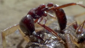 The ant that explodes to kill its enemies