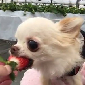 How to eat 🍓🍓🍓 😂 😂 😂 | Puppies Club