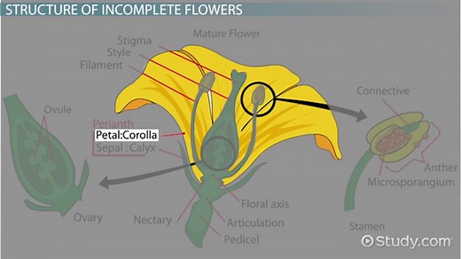 Incomplete Flower | Structure & Examples