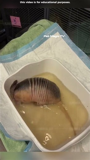 😱🦔 Why Is Keeping an Armadillo as a Pet So Dangerous? What Happens at Night Will Shock You! 😂#shorts