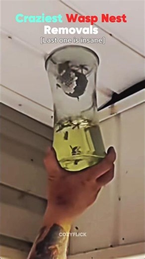 Wasp Nest Removals (Crazy)