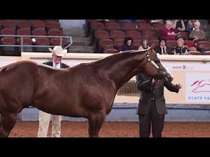 2018 AQHA 3 Year Old Stallions