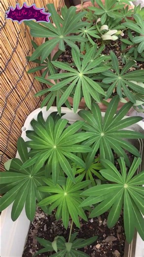 Zaren's Super Lupinus Growth Record 2025-26 Day 206 "Lots of Painful Feet Due to Strong Winds" #S...