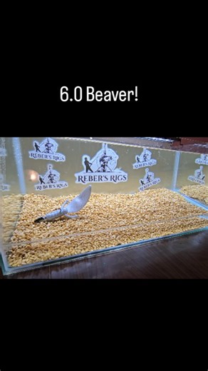 The 10 gallon tank wasn't big enough for the 6.0 Beaver!!!! Lake trout slayer! #rebersrigs . . . . . . #laketrout #icefishing #fishing #albertafishing | Reber's Rigs