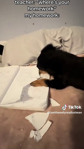 my dog ate my homework.. #IAmTheOnlyRealBatman #mydogatemyhomework