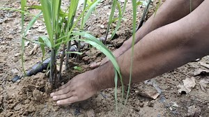 Tribal village farmer hand planting sweet small baby sugar cane plant with leaves on outdoor farmland ground soil. Sugarcane crop growing, cultivation, agriculture and farming concept. Closeup view.
