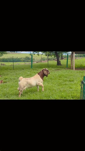 Exploring Black Toffee: A Boer Goat Farming Journey