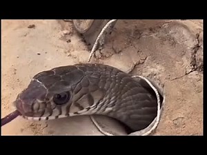 snake trap live😱 | #live