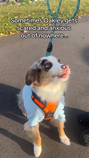 Oakley the Mini Aussie on Instagram: "Behind the scenes isn’t always perfect with an anxious dog... some days we film joy, and some days we film the hard moments too. ❤️ Proud of him for finding his calm again. ✨ #MiniAussieMood #anxietydog #doganxiety #miniaussie #dogmomlife"