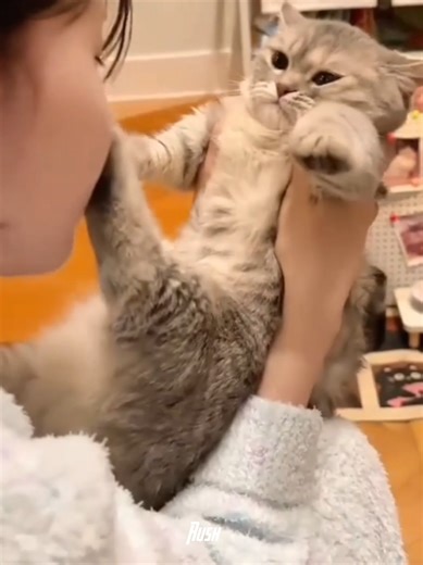 Discover Cat Core: Unique Feline Moments