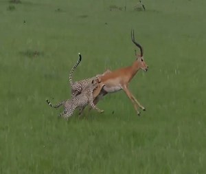 641K views · 8.4K reactions | The mother leopard teaches 2 cheetahs to hunt their cubs how to defeat their prey, resulting in the loss of the prey they have just hunted | Xuân Amazing Wild | Facebook