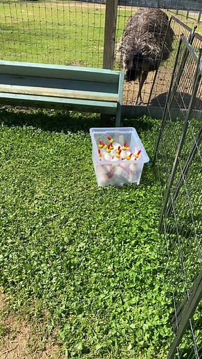 Cute Baby Goats Taking Over the Farm! #babygoats #foryourpage #fyp