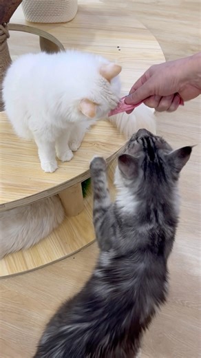 Cat Pleasure Meter: MAXED OUT 🐾❤️