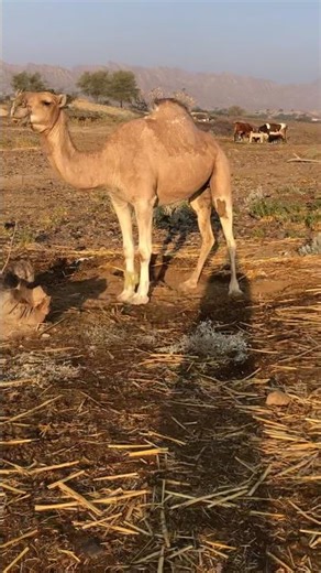 Beautiful Camel 🐪 | Cute Camels in Arabic