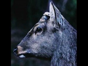 toe - 孤独の発明