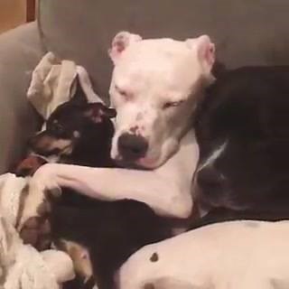 This sleepy snuggle train though #squadsnuggles | Three Silly Pits