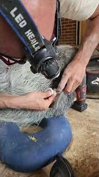 pig teeth cleaning #thefarriergroup #thepighooftrimmer #petpig book www.thefarriergroup.com