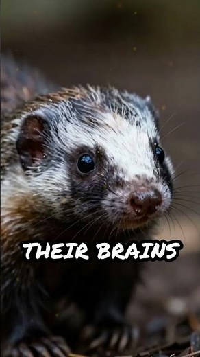Shrews’ Secret: Ultrasound Prey Detection