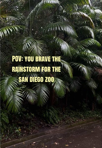 Exploring the San Diego Zoo on a Rainy Day