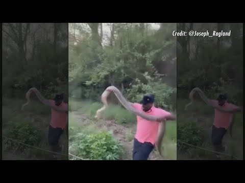 ‘Atlanta-Conda’: 8-foot python spotted on Beltline