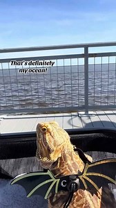 Why my bearded dragon never stops head bobbing