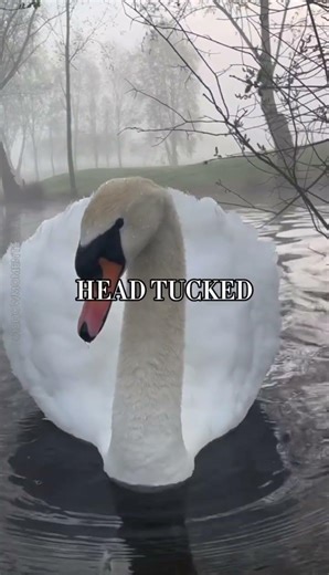 🦢Fun Facts About Swans That Will Amaze You ✨