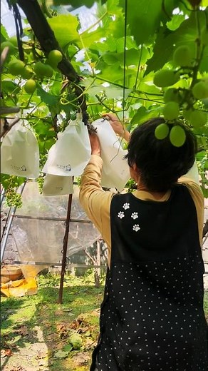 【美味しいブドウ】を作りたい！ ブドウの袋がけの様子 #農業 #ブドウ #袋がけ