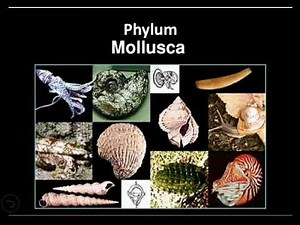 Phylum Mollusca, Characteristics of Mollusks, Pila, Unio, Octopus, How to culture pearl