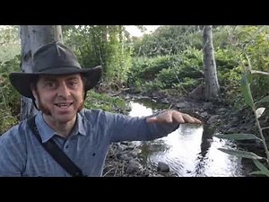 Water Striders: fascinating facts