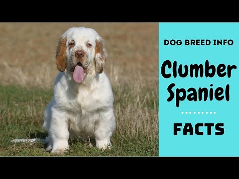 Clumber Spaniel dog breed. All breed characteristics and facts about Clumber Spaniel dogs