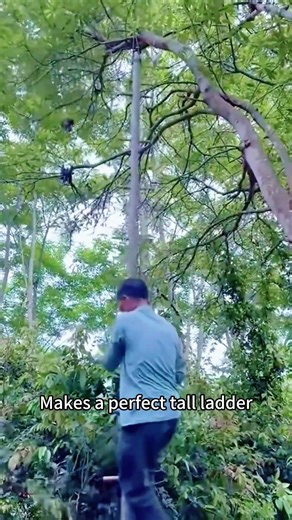 DIY $0 Tree Climbing Ladder (No Nails!) 🎋