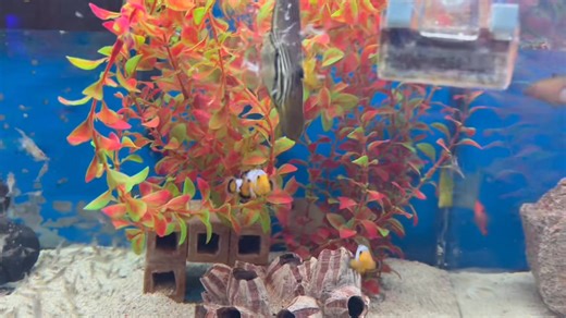 Young sailfin tangs always remind me of Dumbo, or a kid that has borrowed dads shoes. Those fins just look far too big for them 🤣 I know it is in the name but do you see what i mean? https://www.abyssaquatics.co.uk/product/sailfin-tang-veliferum-pacific/ | Abyss Aquatic Warehouse