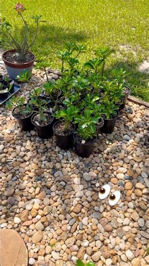 Can you grow desert roses from seed? #garden #plants #adenium #seedlings