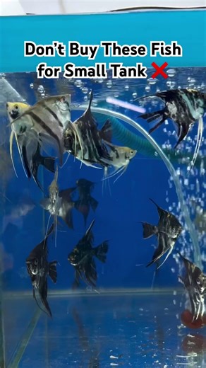 ❤️#shorts #fyp #arowana #aquarium #fishkeeping #aquascape #viral #fishshorts #trending #catfish #og