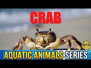 The Secret Life of Crabs: Essential Facts | Aquatic Animal Series
