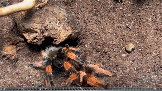 Brachypelma emilia - successful mating 3rd female now done 👌👌👌 Now we need to wait for hopefully loads of babies in few months www.spider-planet.co.uk | Spider Planet