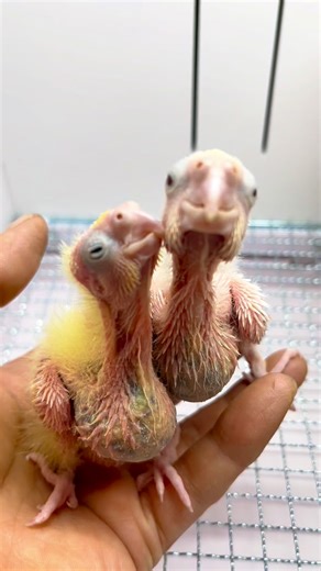 1.6K views · 88 reactions | Take out two hands Cockatiel Cockatiel daily life Cockatiel chicks | Kasim Birds Farm | Facebook