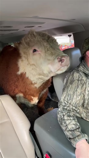 The things we see while on the road watch until the end to see some homemade farm machinery 🤣 #muffinmanthebull #farming #farmer #minirufus #bullsoftiktok