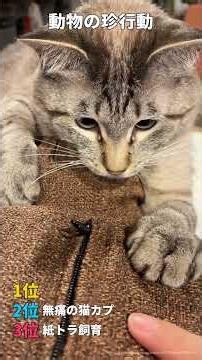 紙トラ飼育 / 無痛の猫カプ / 子犬召喚 / 柴の一歩攻防 #動物 #animals