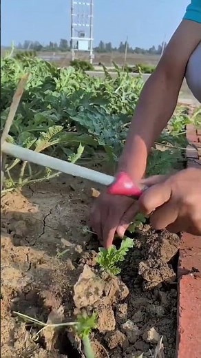 Water Melon Farming Process