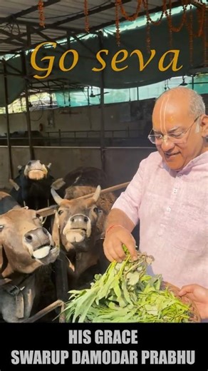 Go-Sevā by Swarupa Damodar Das Prabhu at our temple #iskconnewtown #goseva #gomata #goshala #cow