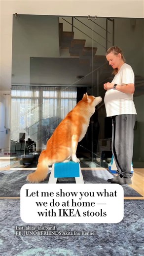 Akita Inu Family on Instagram: "Our home training session! Part 2 And today without any fancy equipment 😎 . . . #akita_inu_band"
