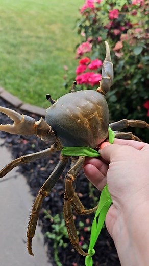 333K views · 31K reactions | Watch Howie experience the rain. Lucky for her, she's an indoor crab. Howie much prefers the couch  #howiethecrab #petcrab #firsttime #feelingtherain | Laura Porter | Facebook