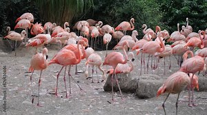 The Greater Flamingo is the most common and largest species of the flamingo family